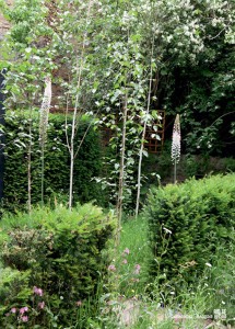 landscape design
