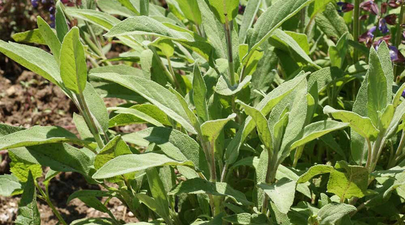 სალბი