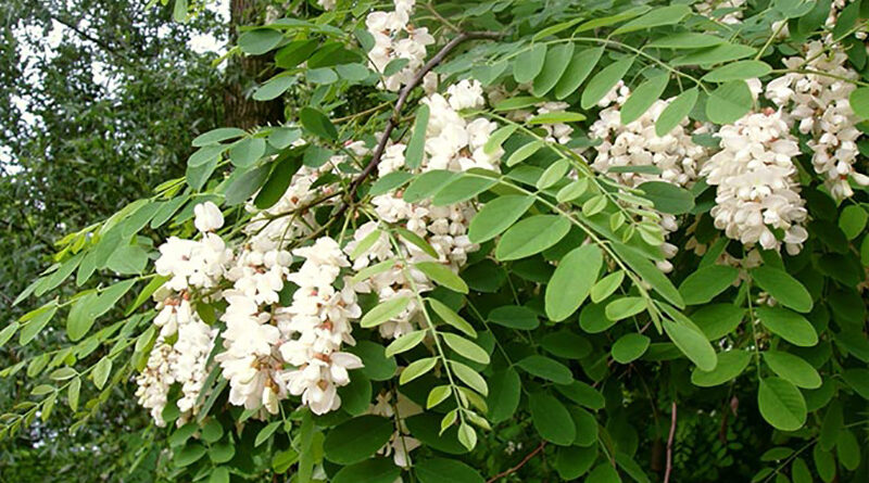 აკაცია