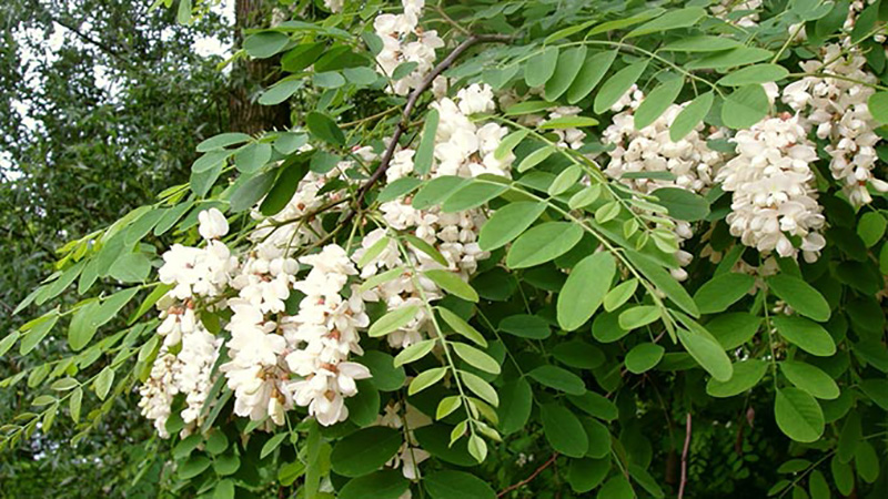აკაცია