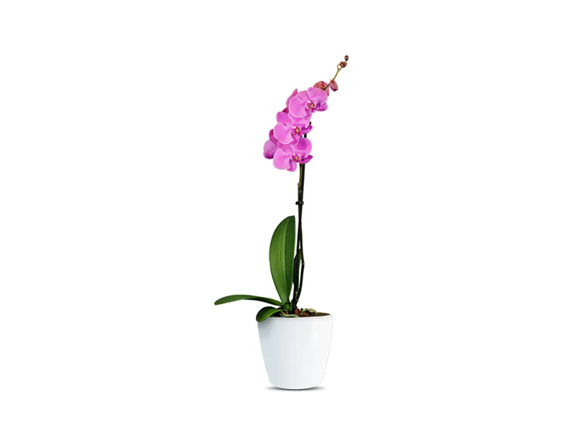 ორქიდეა